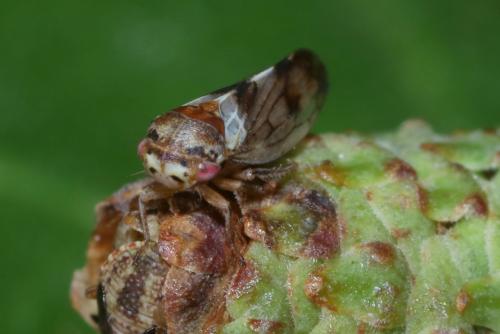 Réf. 263 238 : Oncopsis sp.